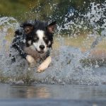 Så mycket motion behöver hunden